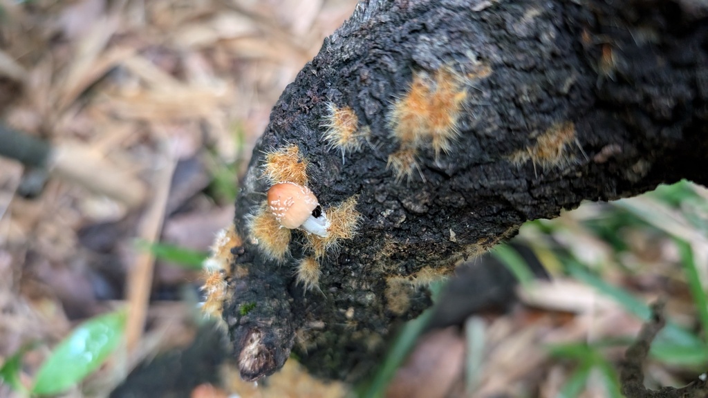 Coprinellus domesticus · July 2024 · photo: © atsushi_nakajima_cirque (iNaturalist, cc-by)