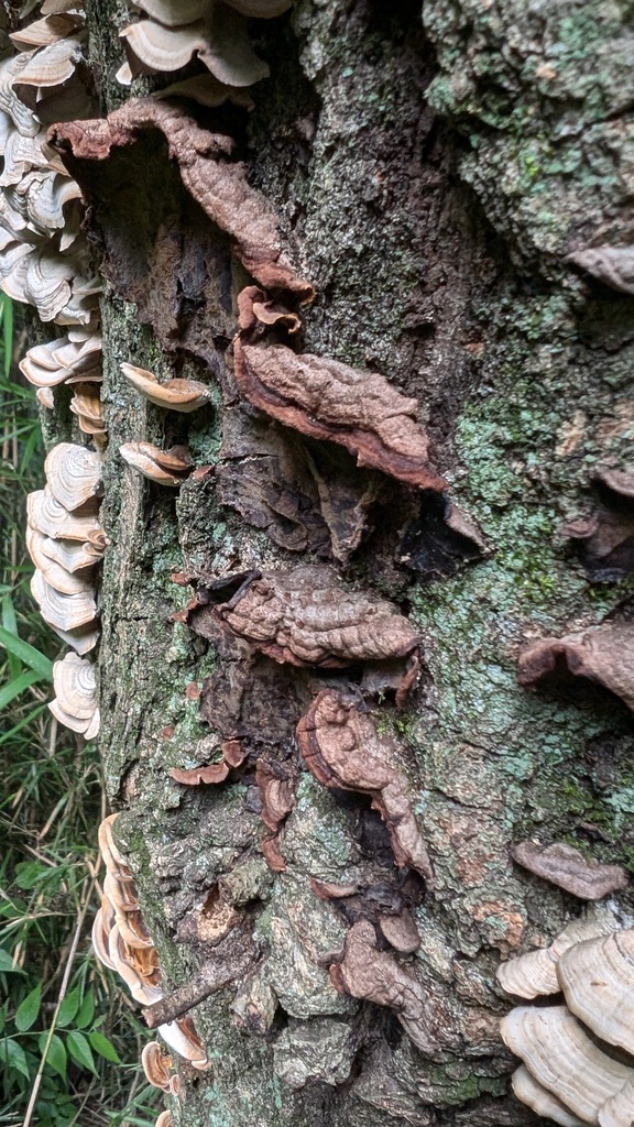 Punctularia strigosozonata · July 2024 · photo: © atsushi_nakajima_cirque (iNaturalist, cc-by)