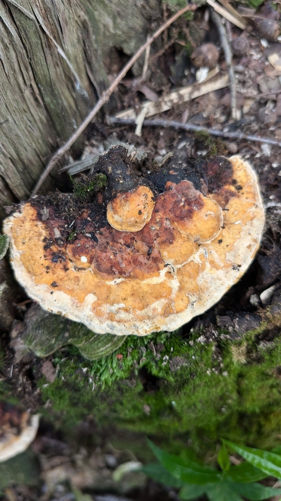 Fomitopsis pinicola · July 2024 · photo: © atsushi_nakajima_cirque (iNaturalist, cc-by)