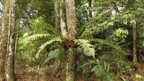 Image of Haplopteris elongata by (c) chiuluan, some rights reserved (CC BY)