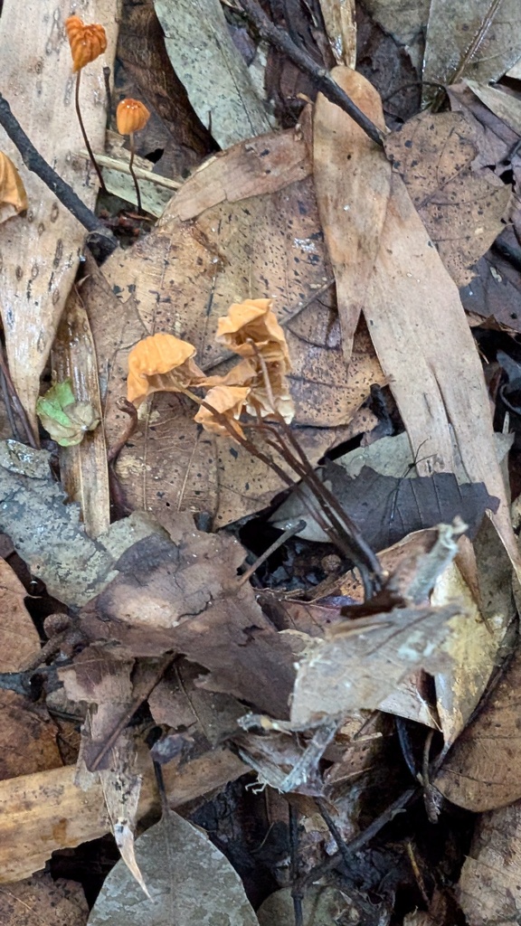 Marasmius siccus · July 2024 · photo: © atsushi_nakajima_cirque (iNaturalist, cc-by)