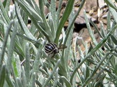 Pseudoanthidium repetitum