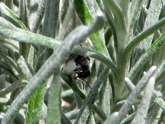 Pseudoanthidium repetitum