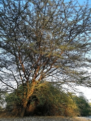 Vachellia kirkii