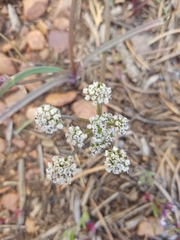 Lomatium nevadense parishii