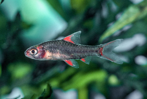 Jae barb (Enteromius jae) — Cyprinidae — 4