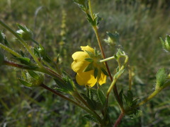 Potentilla pedata