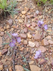 Phacelia exilis