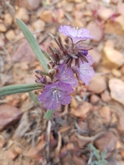 Phacelia exilis
