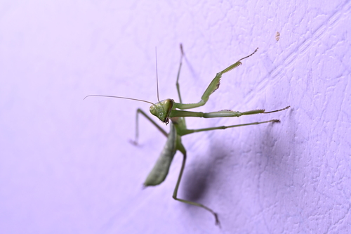 Chinese Reddish Mantis