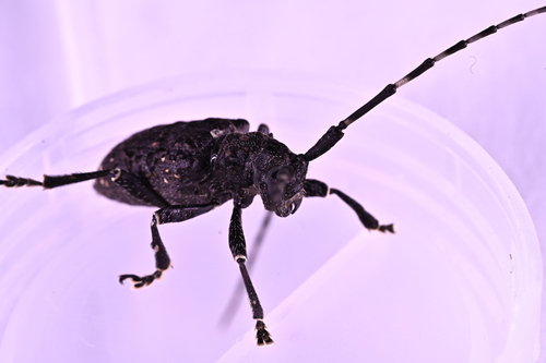Jeanvoinea annulipes