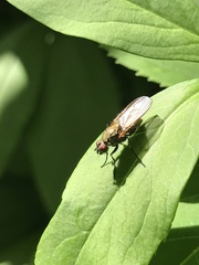 Coenosia