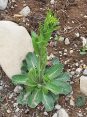 Arabis stelleri