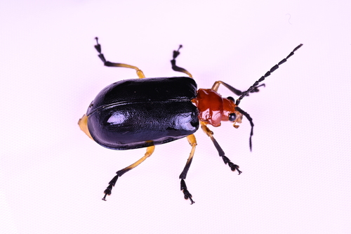 Agetocera deformicornis