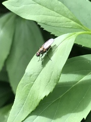 Coenosia