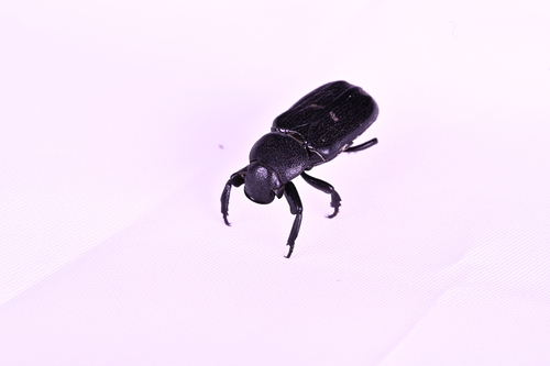 Clinterocera scabrosa