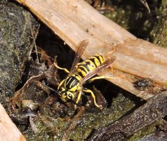 Vespula sulphurea