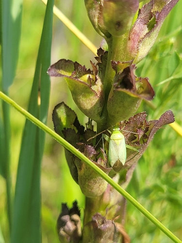 Image of Moor-King Lousewort (Pedicularis sceptrum) by (c) Bobo-X, some rights reserved (CC BY)