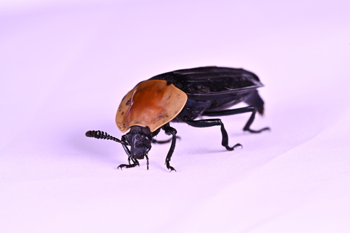 Necrophila brunnicollis