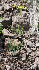 Lomatium triternatum