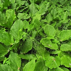 Poa alsodes