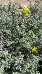 Lomatium dissectum