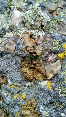 Umbilicaria hyperborea