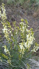Astragalus filipes