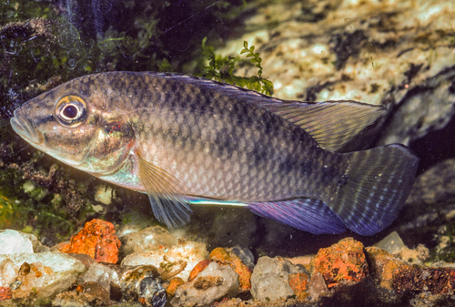 Bandtail dwarf cichlid (Parananochromis caudifasciatus) — Cichlidae — 2