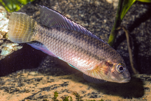 Bandstaart-dwergcichlide (Parananochromis caudifasciatus) — Cichlidae