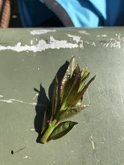 Decodon verticillatus