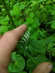 Arisaema stewardsonii