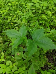 Arisaema stewardsonii