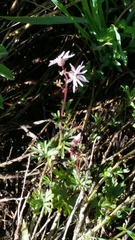 Lithophragma glabrum