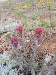 Castilleja cinerea