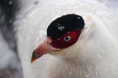 White Eared-Pheasant photo 2