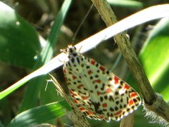 Utetheisa lotrix