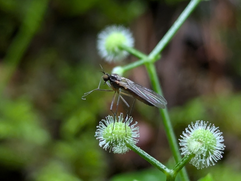 Trichopeza longicornis