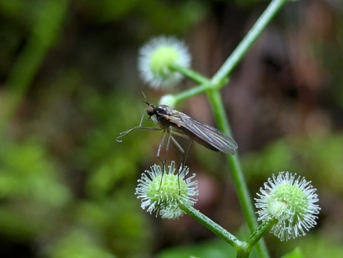 Trichopeza longicornis