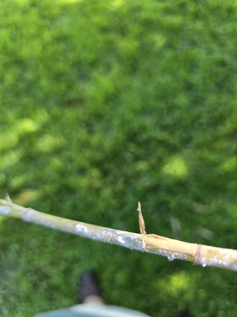 Bog-Reed Scale