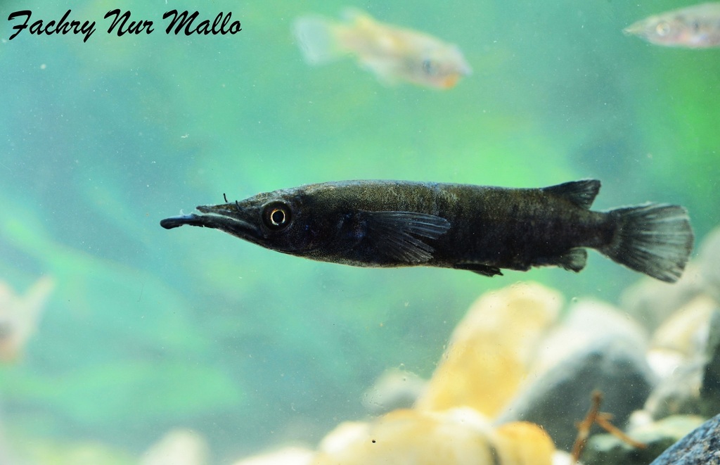 Towuti-halfsnavel (Nomorhamphus towoetii) — Zenarchopteridae
