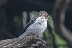 Ultramarine Flycatcher photo 2