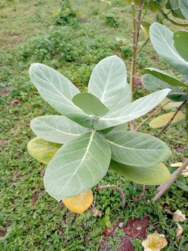 giant milkweed