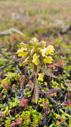 Labrador Lousewort