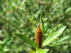 Ellipsidion humerale