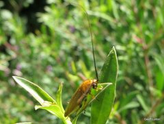 Ellipsidion humerale