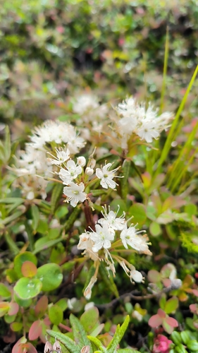 marsh Labrador tea