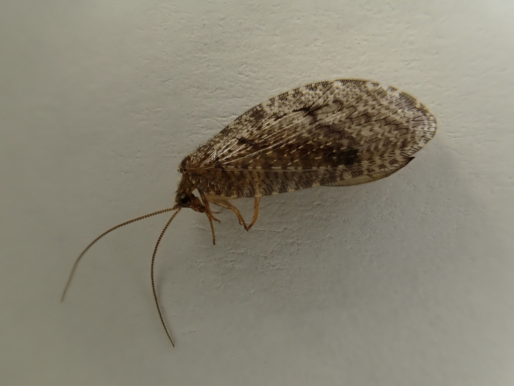 Wesmaelius fassnidgei