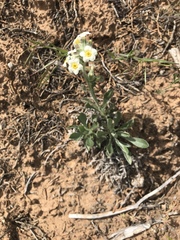 Oreocarya flavoculata