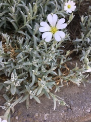Cerastium tomentosum